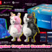 Preordini di Danganronpa 2×2 disponibili ora!